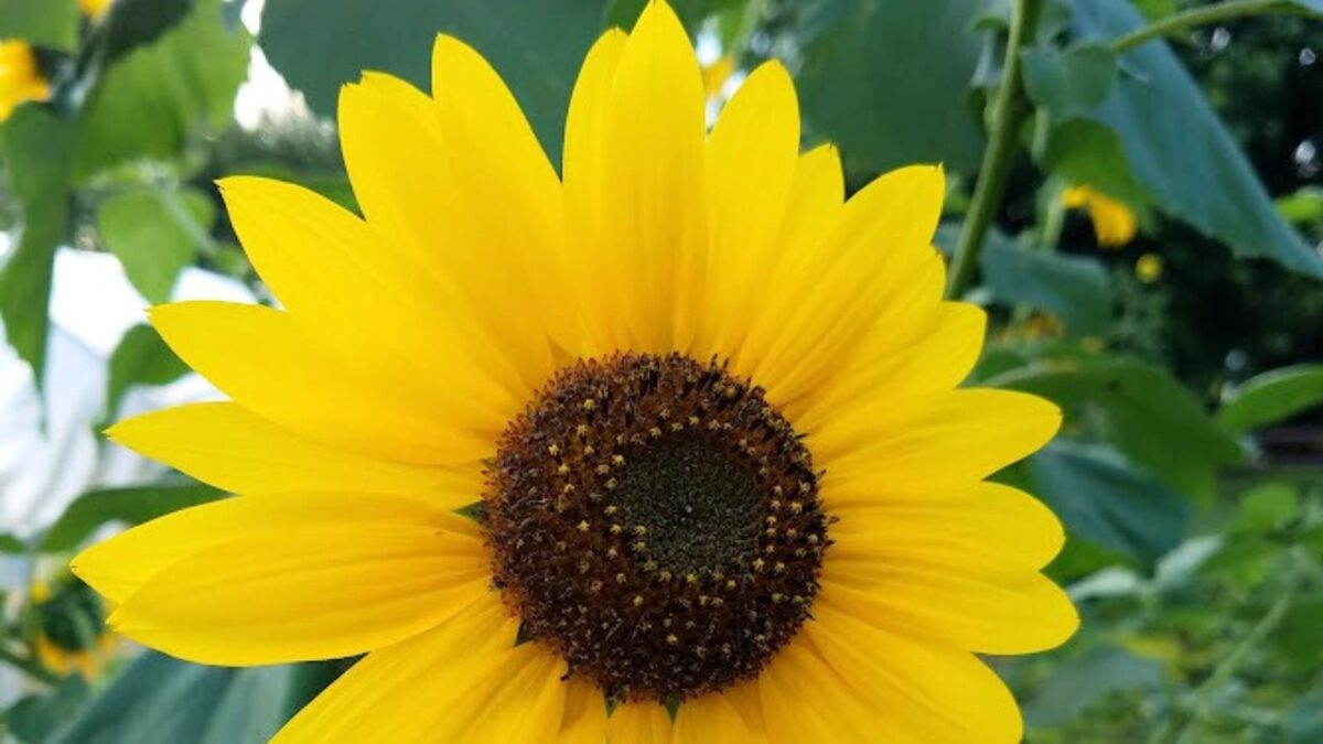 closeup of a sunflower in bloom.