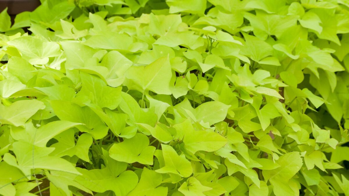 sweet potato vine.