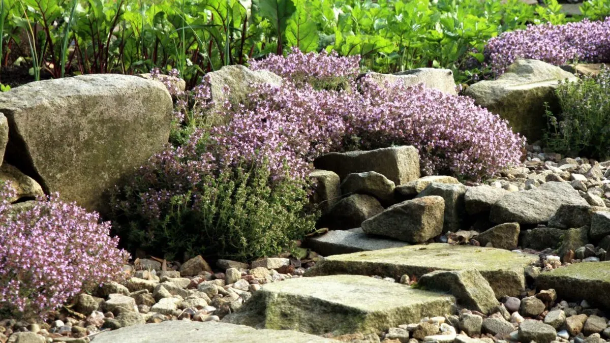 thyme planted in a rock garden.