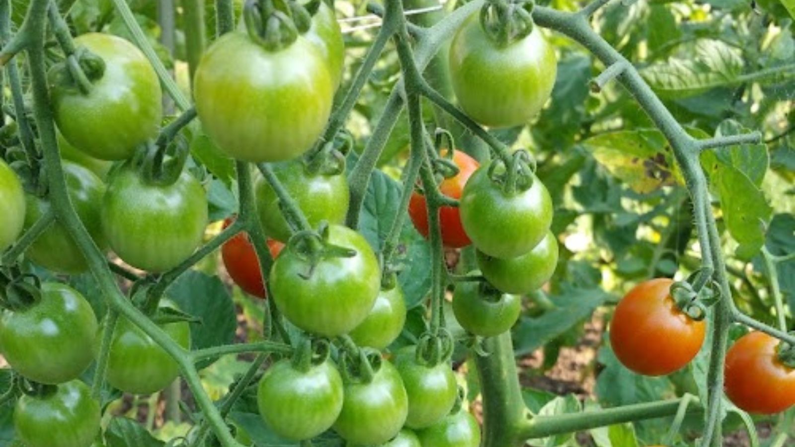 tomato-hedge