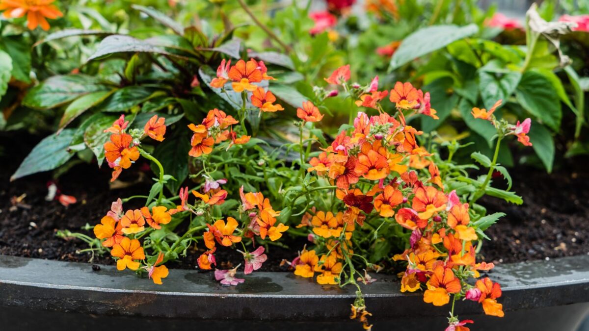 A container with beautiful orange trailing flowers. 