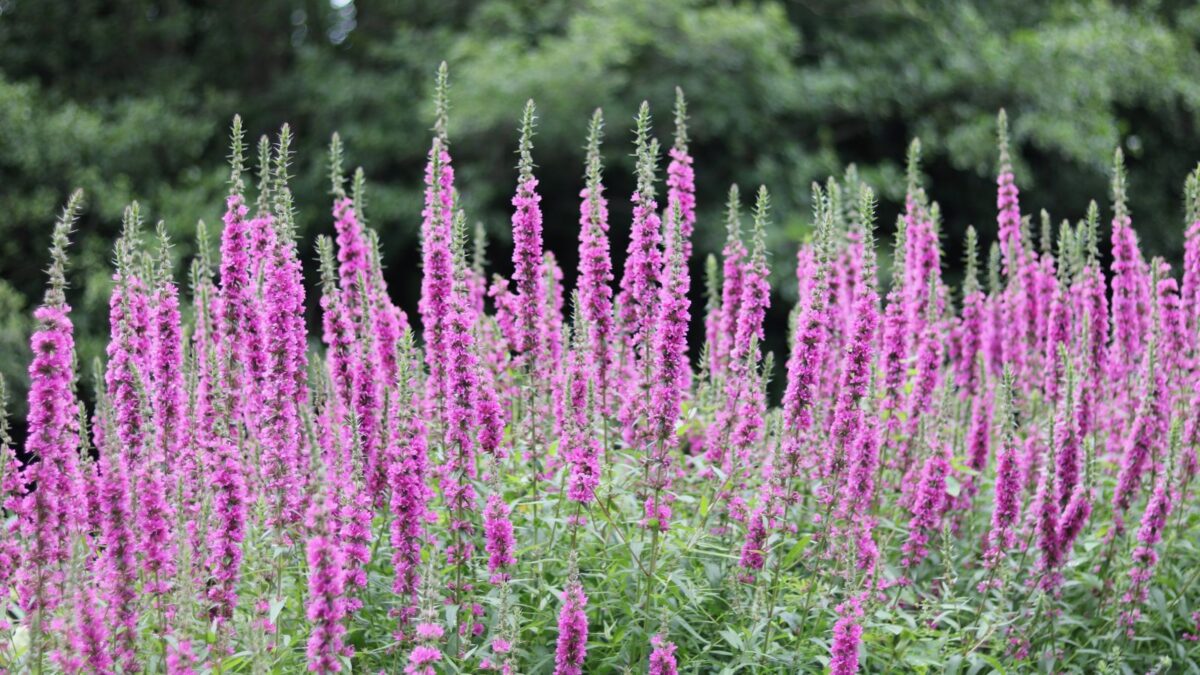 Veronica flowers.