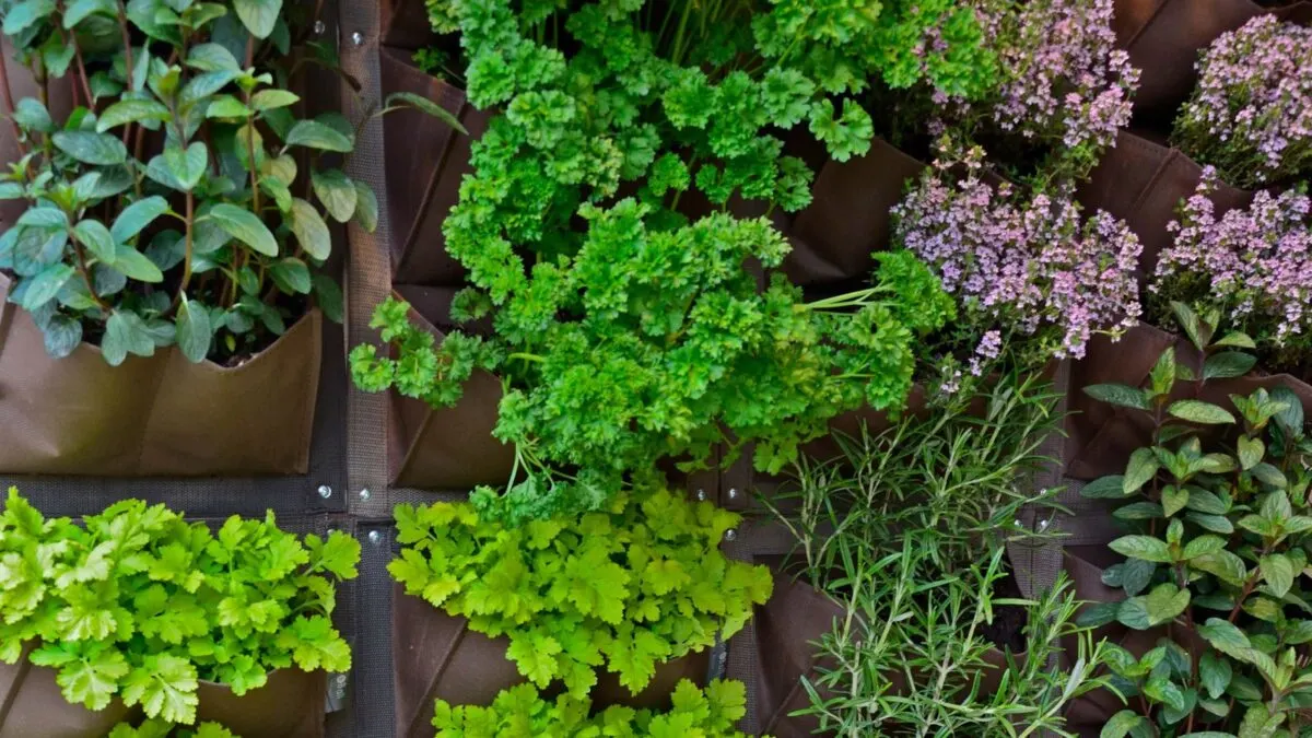 vertical herb garden that includes thyme, rosemary, basil and parsley. 