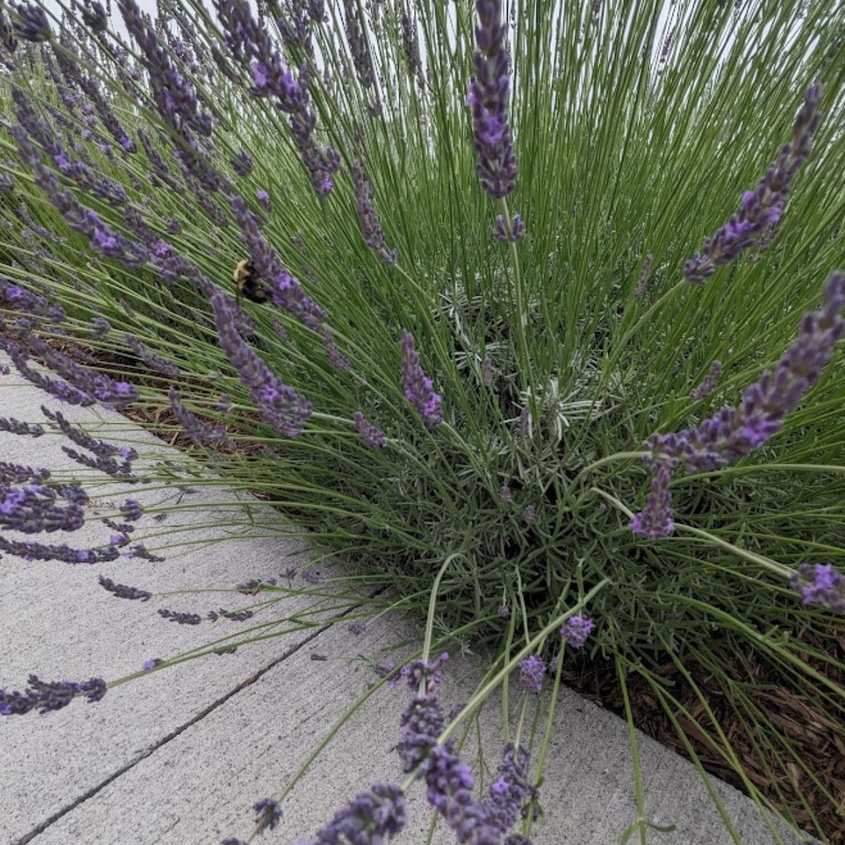 Walkway lined with lavender.