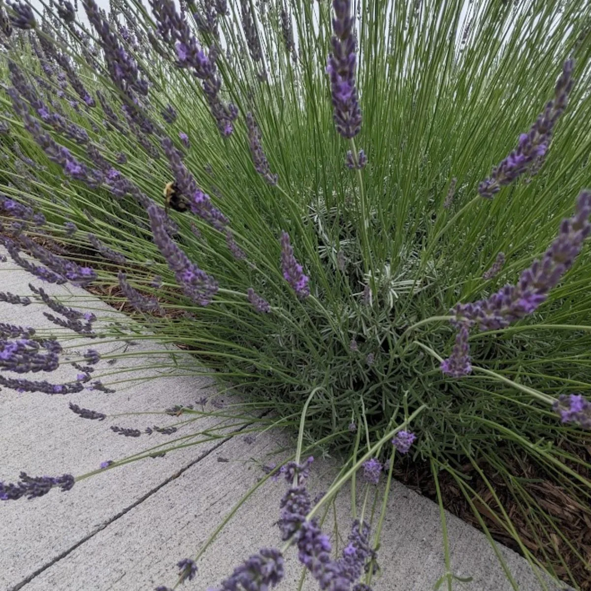 Grosso lavender spilling ion our walkway.