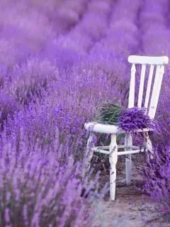 A white chair in the middle of a lavender filed.