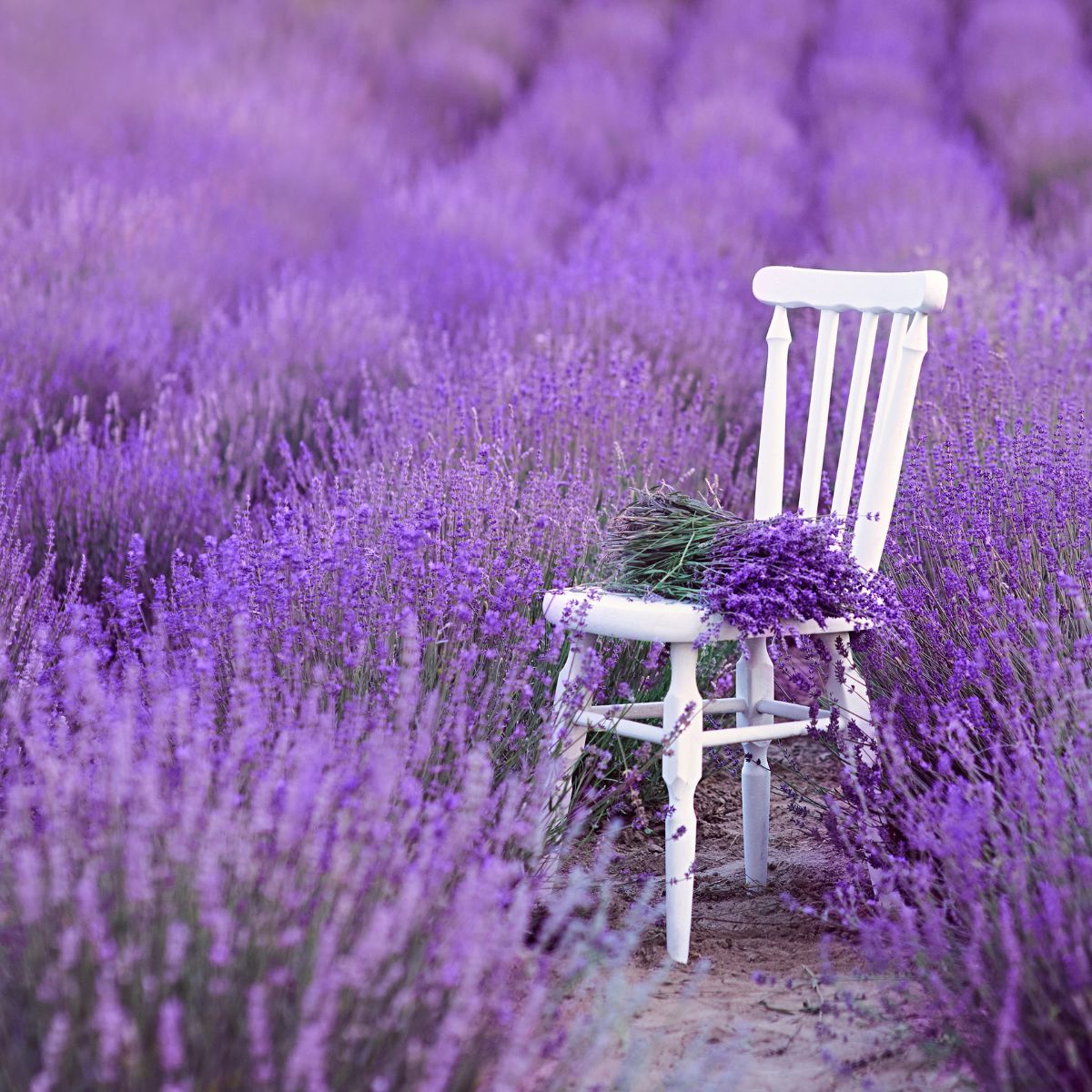 A white chair in the middle of a lavender filed. 