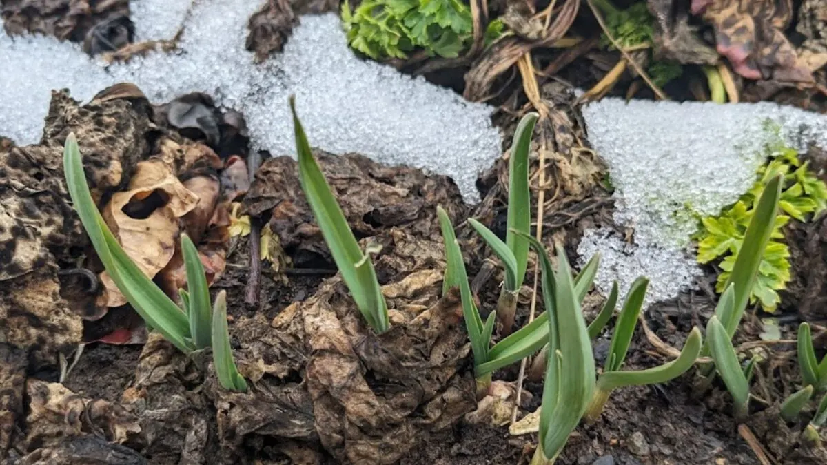 Winter garlic growing in the garden. 