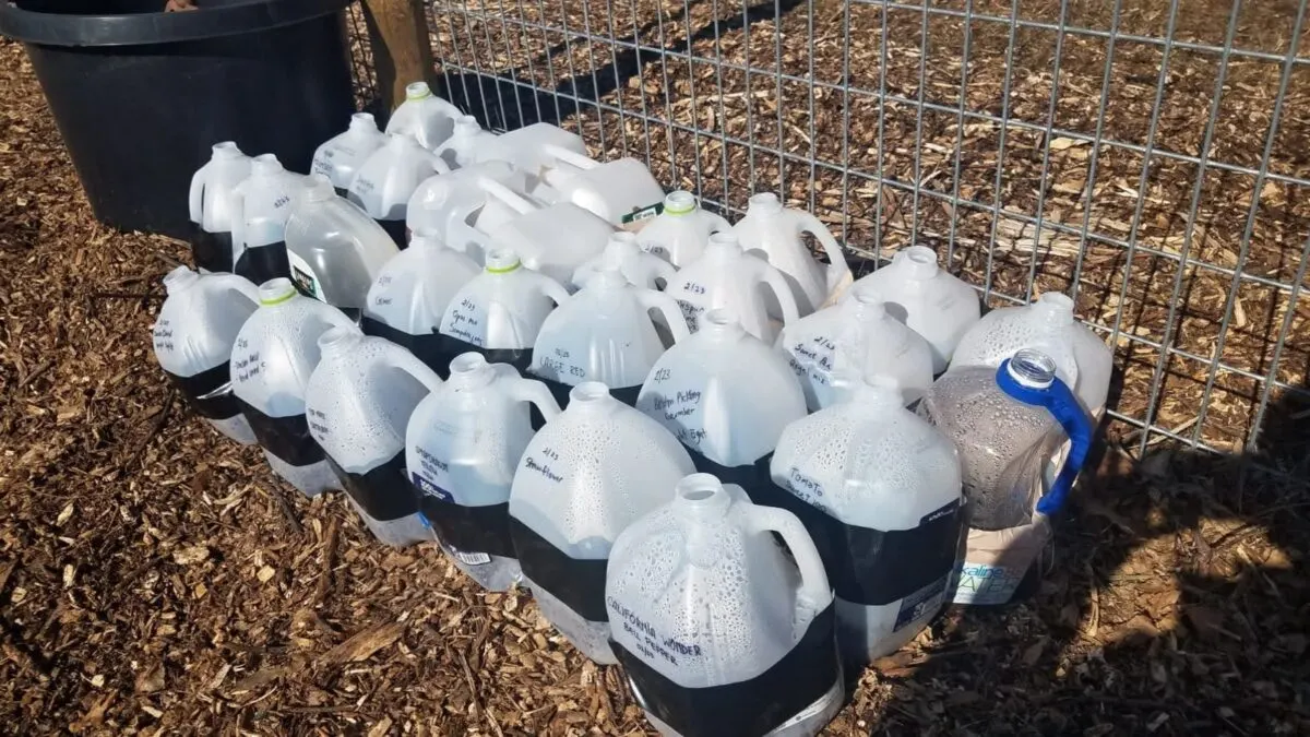 Winter sowing in milk jugs, lined up by the garden fence. 