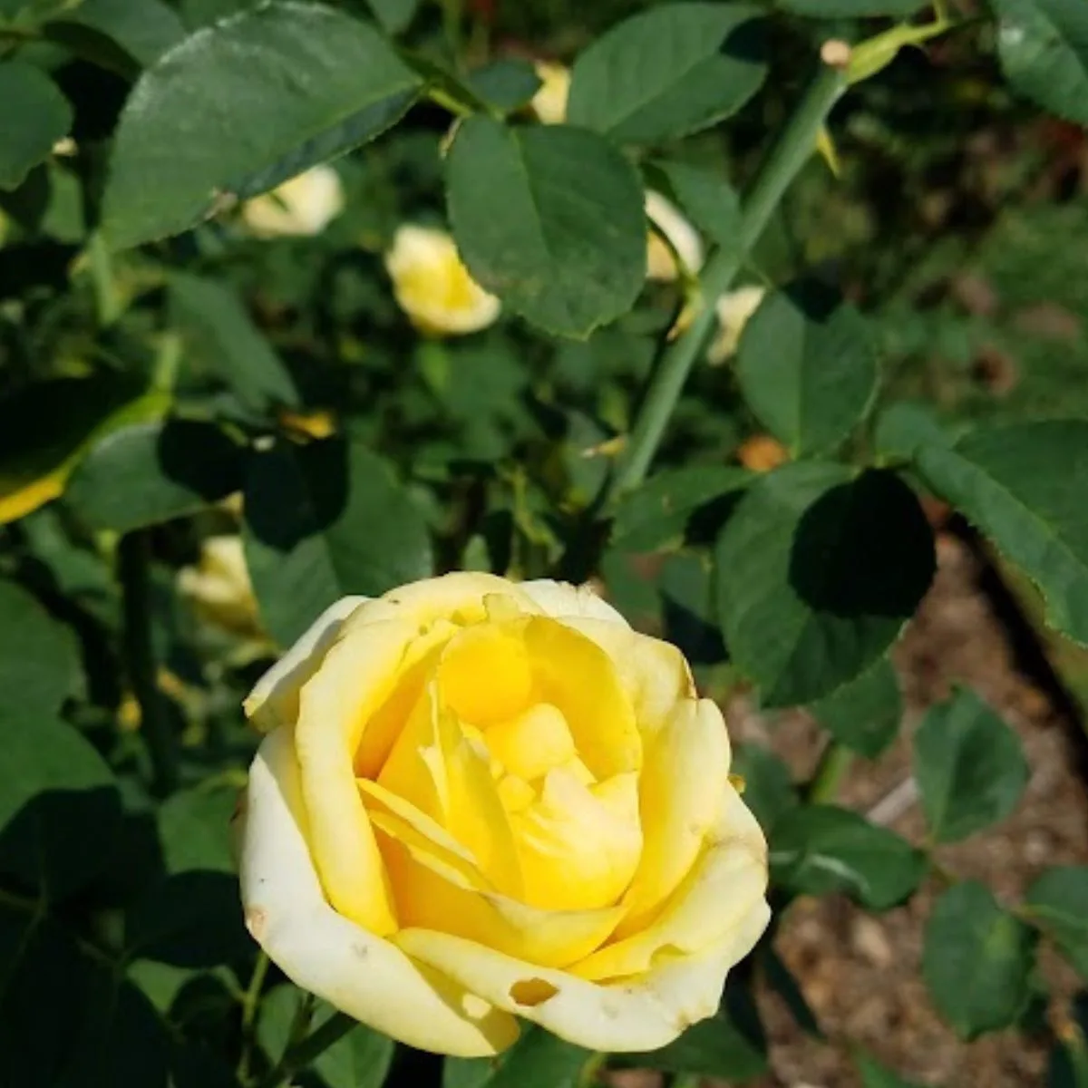 yellow rose bush.