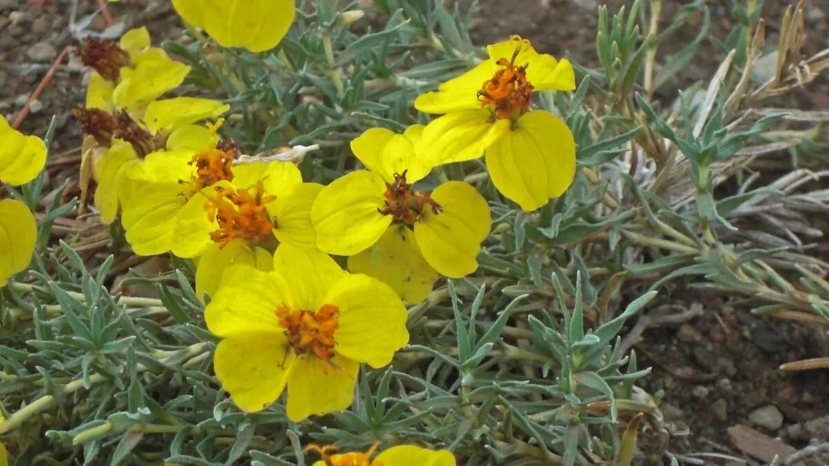 yellow wild zinnia flowers - zinnia grandiflora. 