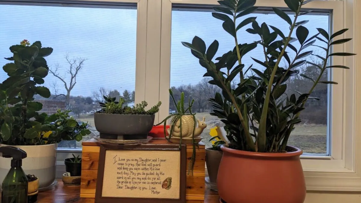 zz plant in front of a window with some succulent plants.