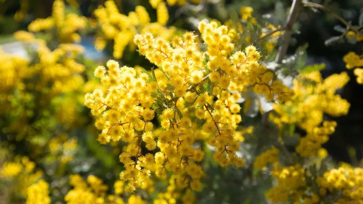 acacia baileyana tree with yellow flowers.