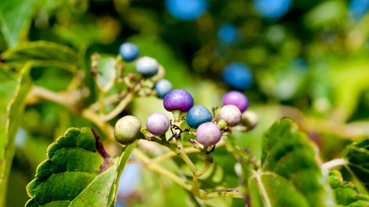 Porcelainberry bush with purple and blue berries. 