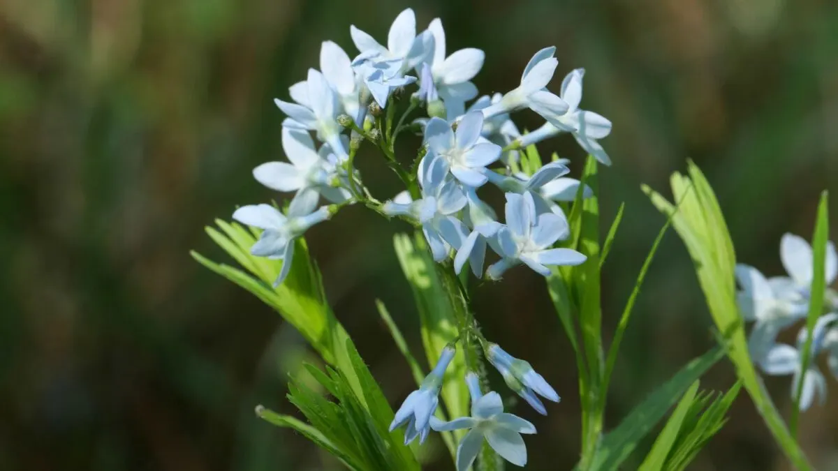 Amsonia ciliata, blue star flowers. 