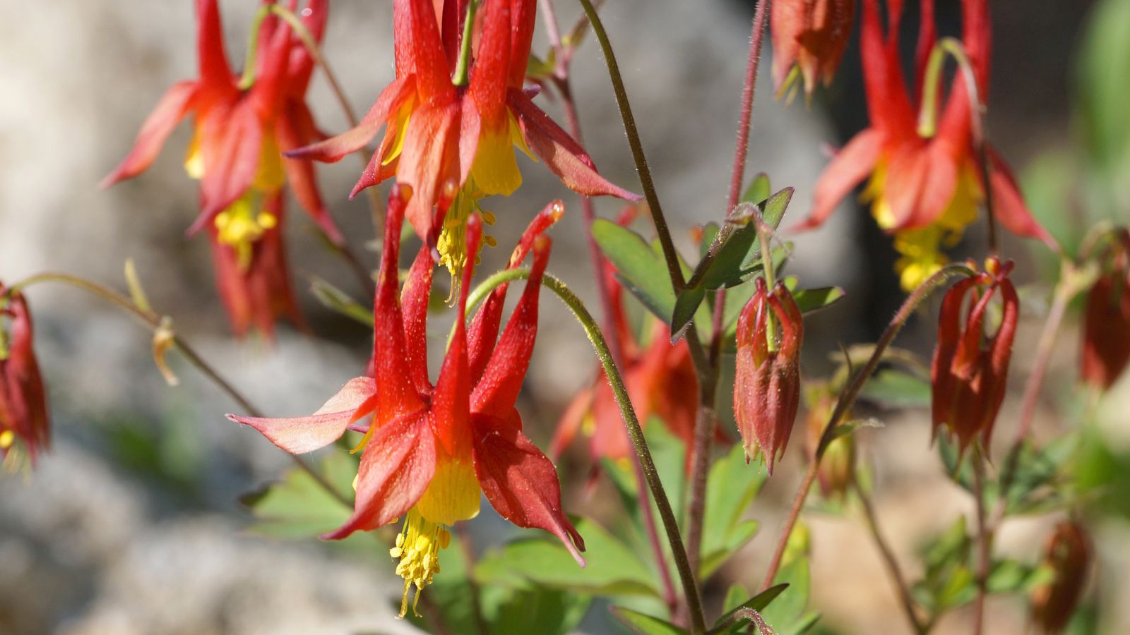 Aquilegia canadensis, red wild columbine.