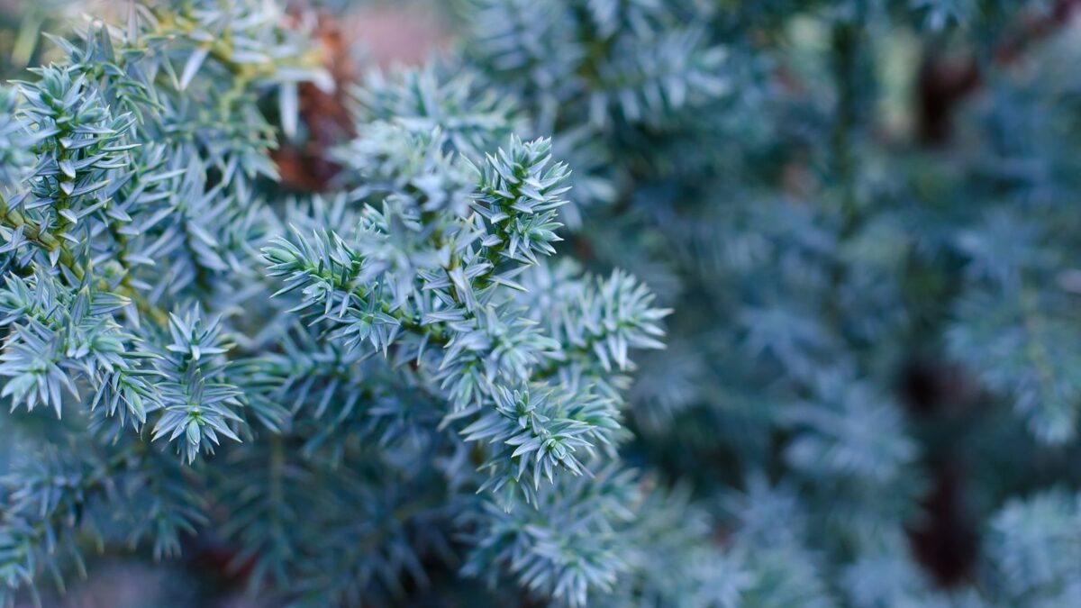 Blue Star juniper.