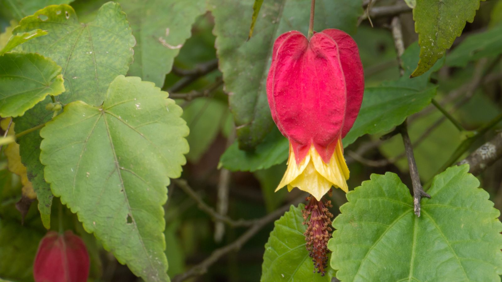 Brazilian bellflower.