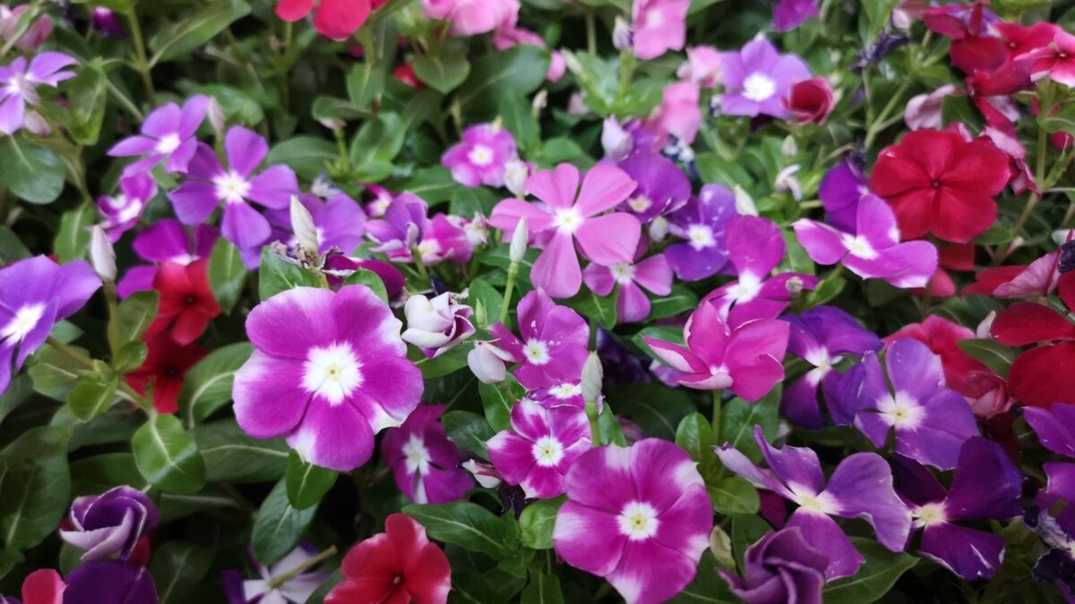 Catharanthus rosea, annual vinca flowers.
