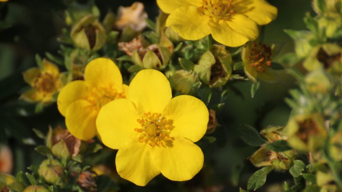 yellow Cinquefoil flowers.