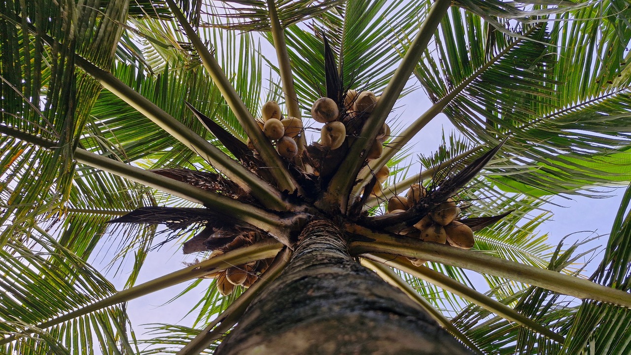 a type of short coconut tree with the Latin name Cocos nucifera variety Eburnea, which is known for its high productivity and is suitable for planting in yards