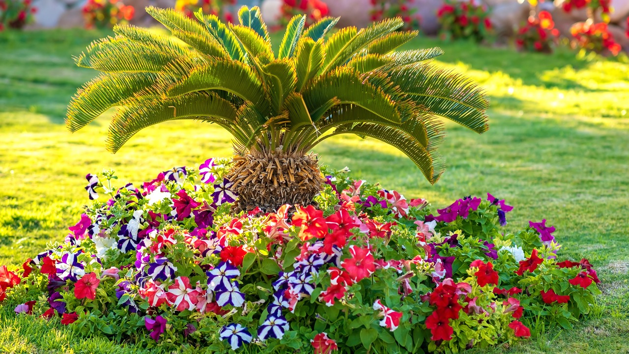 Small green palm tree surrounded with bright blooming flowers growing on grass covered lawn in tropic hotel yard