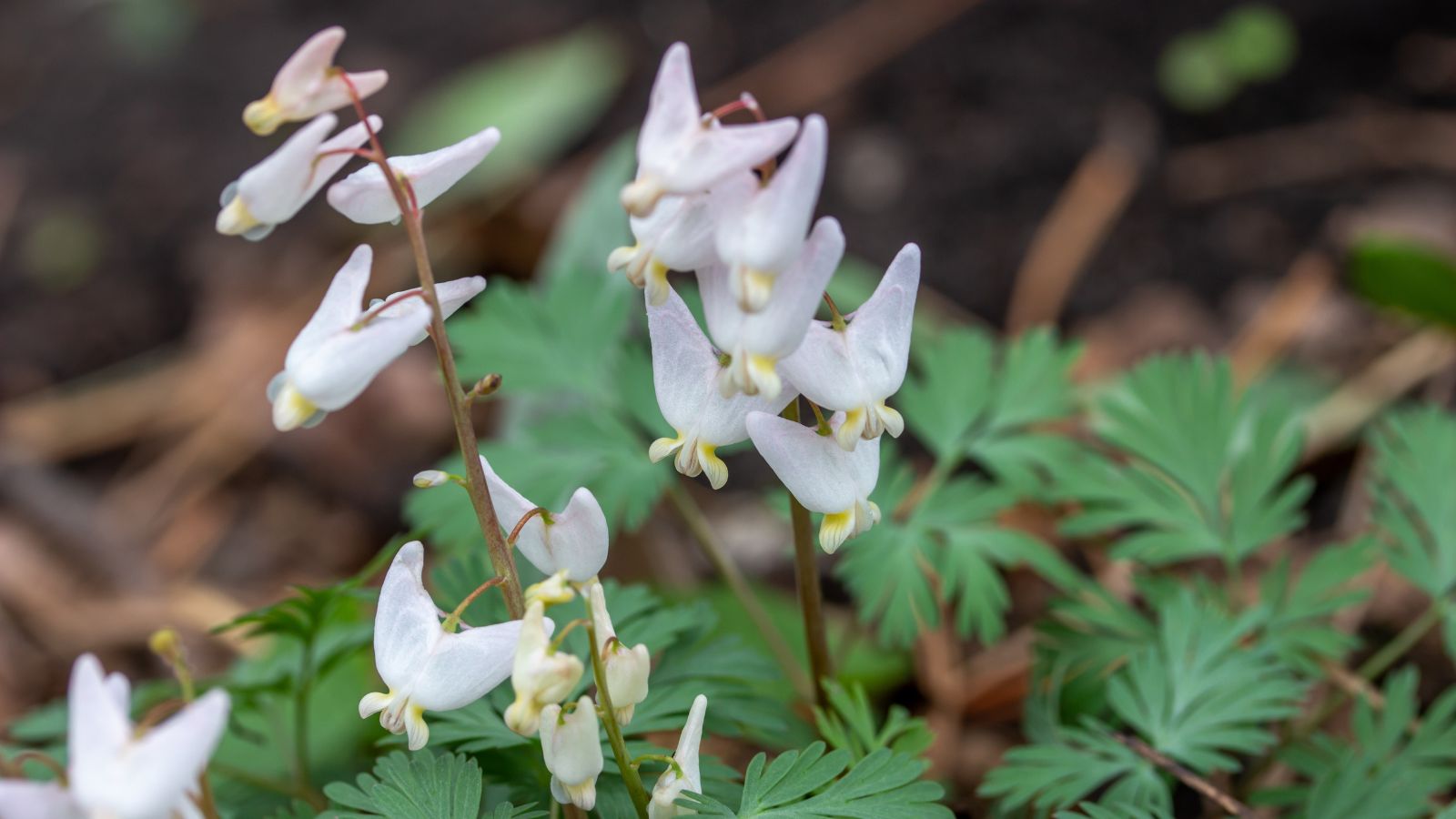 Dutchman's breeches.
