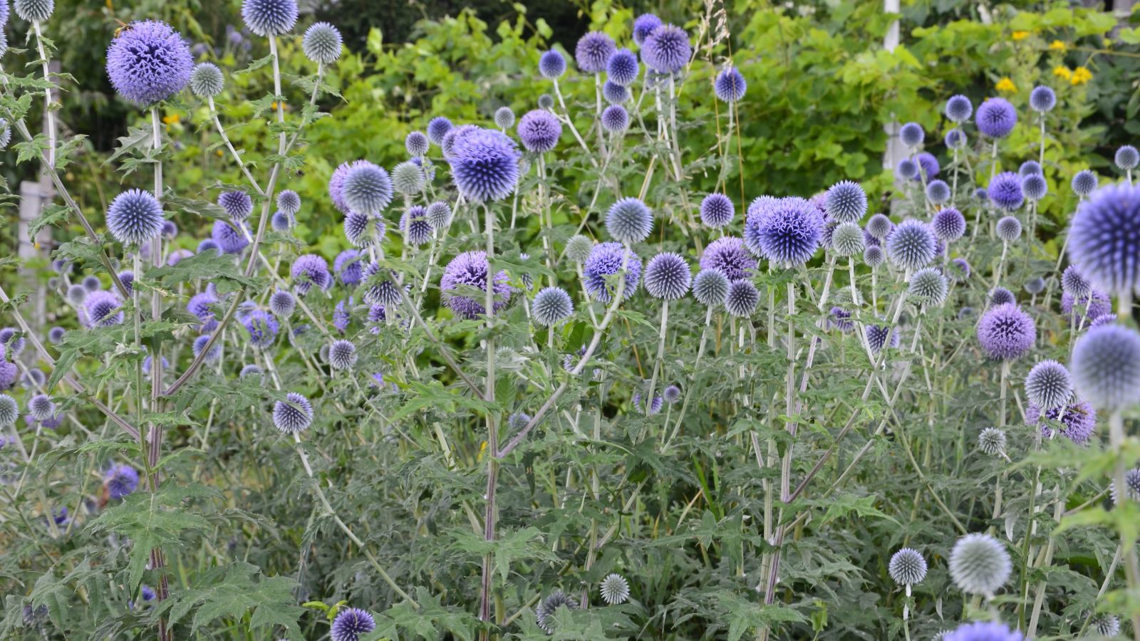 Globe thistle