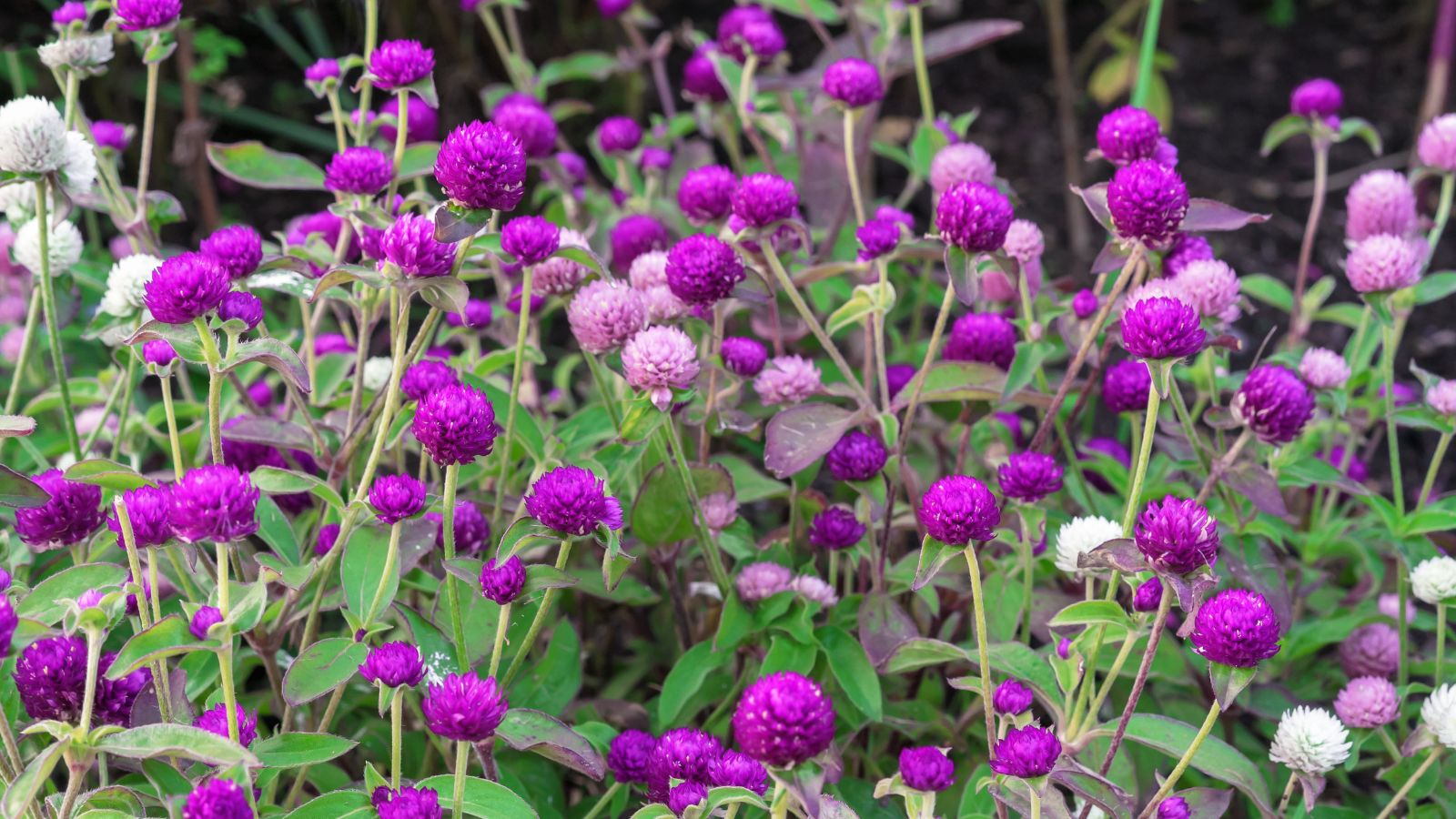 Globe amaranth flowers (gomphrena globosa)