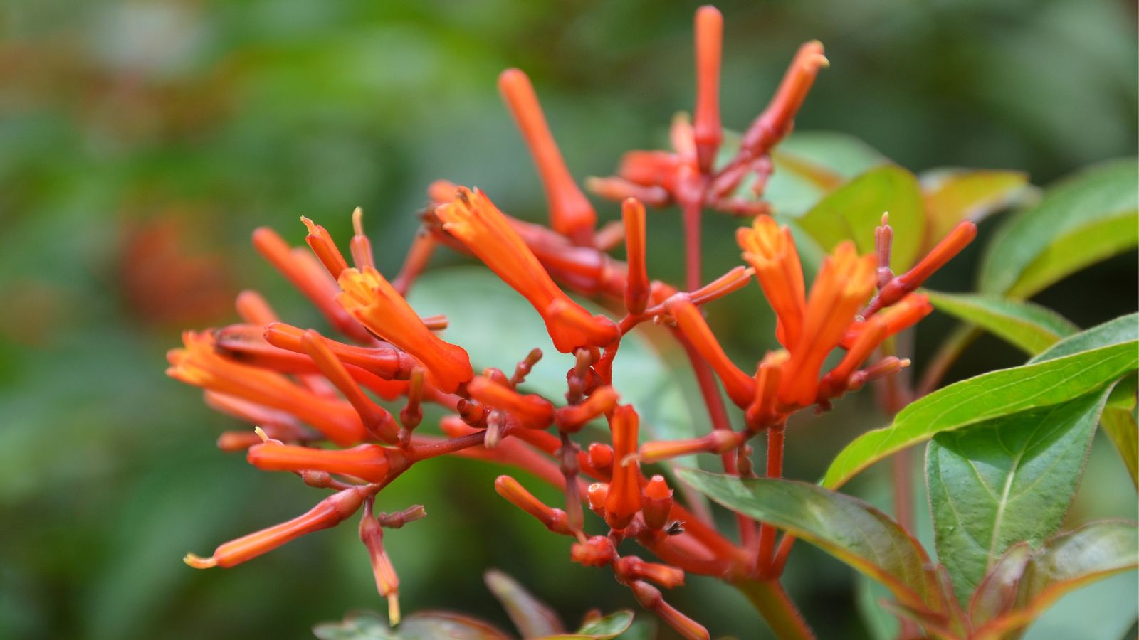 Hamelia patens, firebush flower.