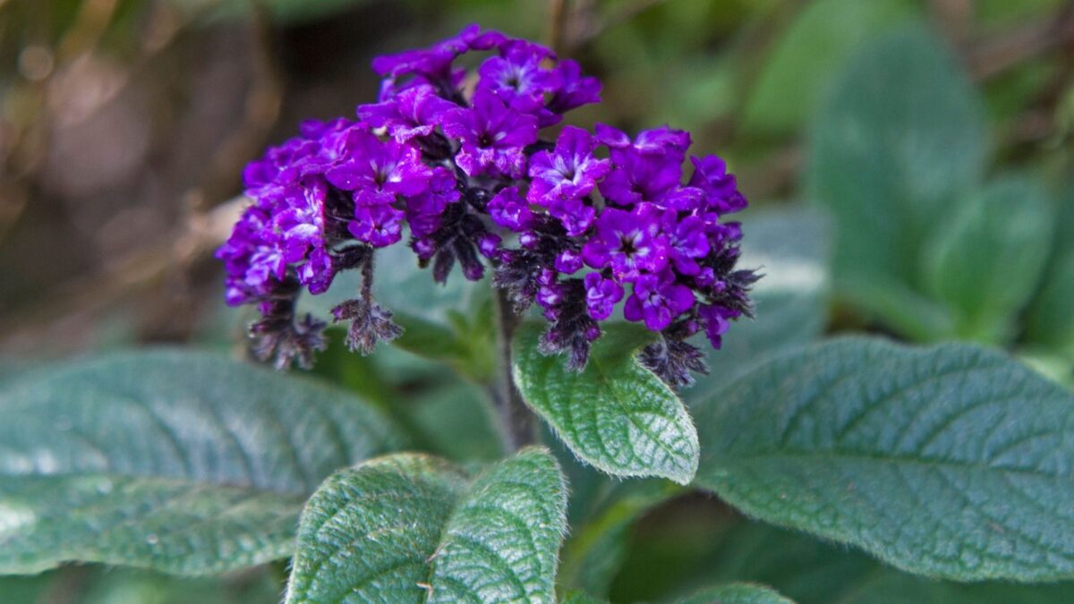 deep purple Heliotropium arborescens.