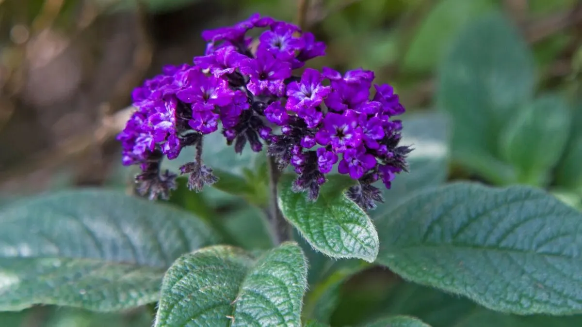 deep purple Heliotropium arborescens.
