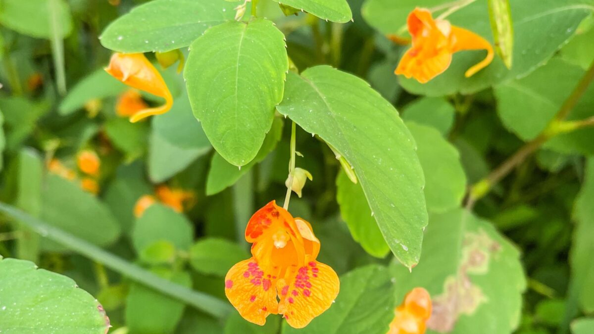 Impatiens capensis, jewelweed flowers.