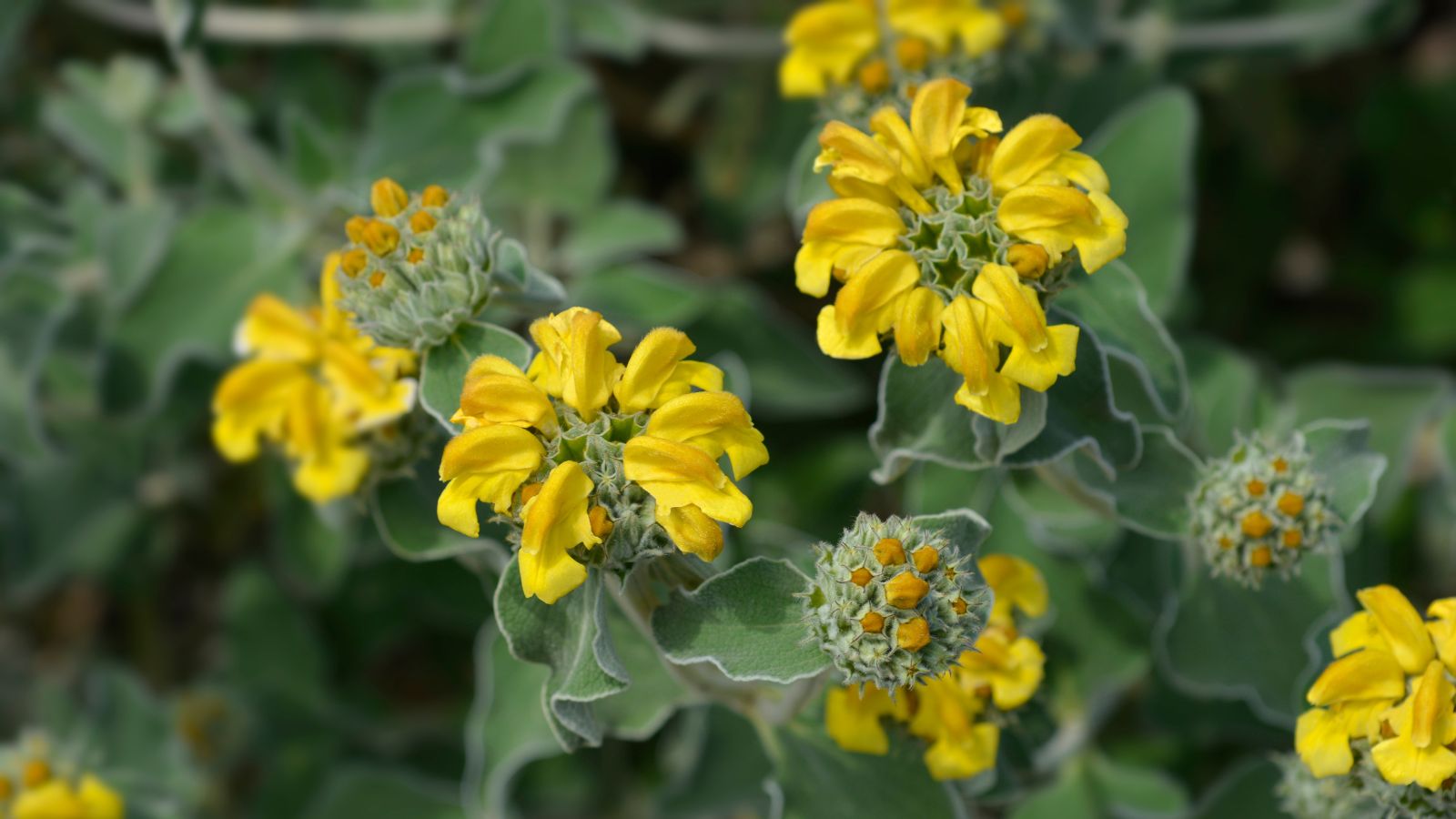 Jerusalem Sage yellow flowers.