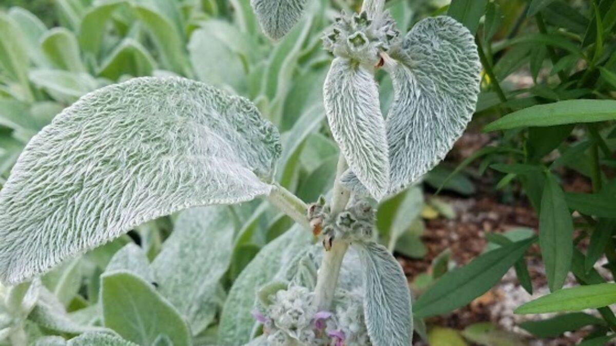 lamb's ears plant.