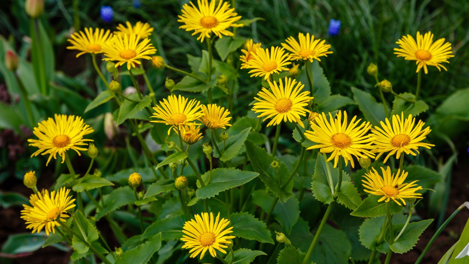 Leopard's bane flowers.