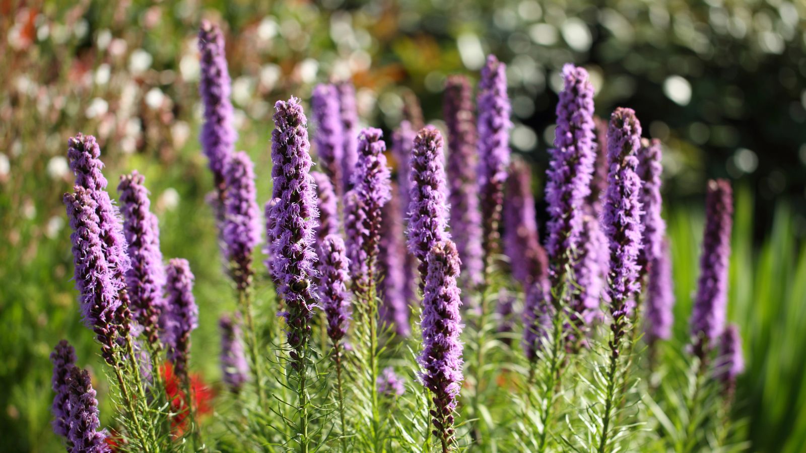Liatris spicata purple flowers.