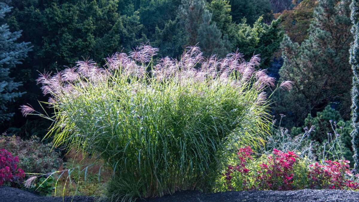 4. Chinese silvergrass (Miscanthus sinensis)