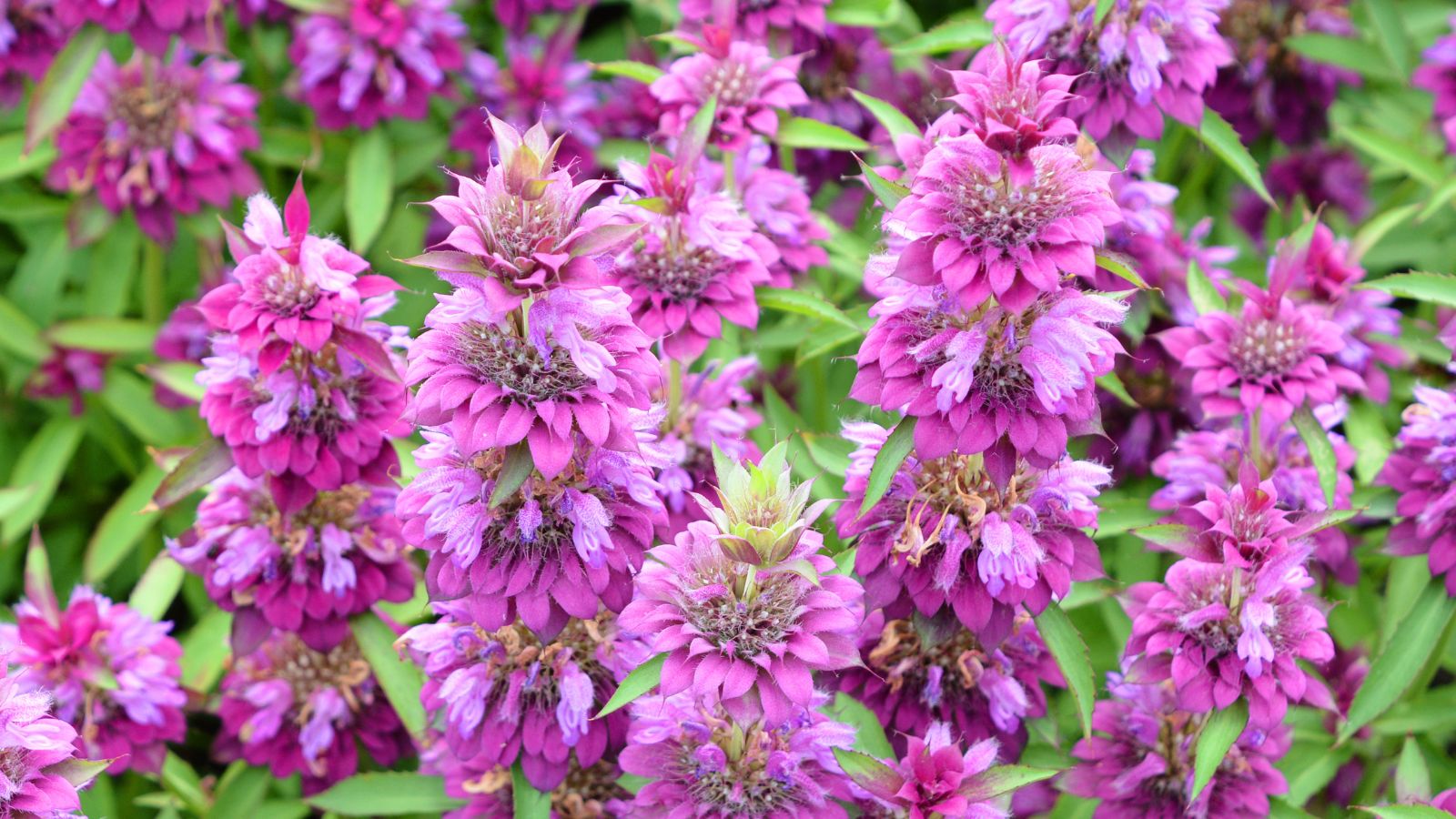 Lemon beebalm flowers.