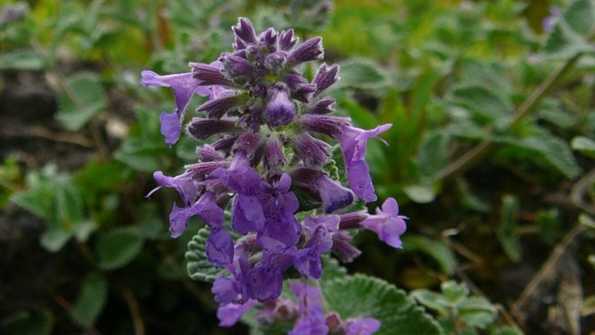 Nepeta x faassenii catmint.