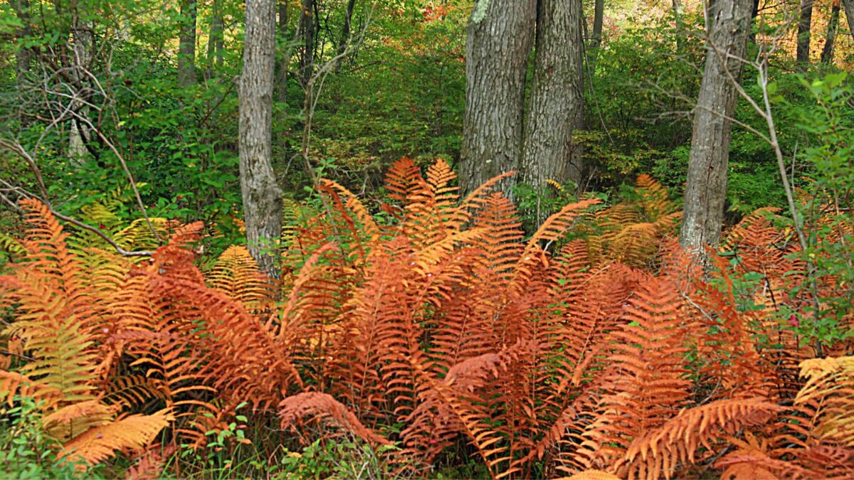 Cinnamon ferns, Osmundastrum cinnamomea