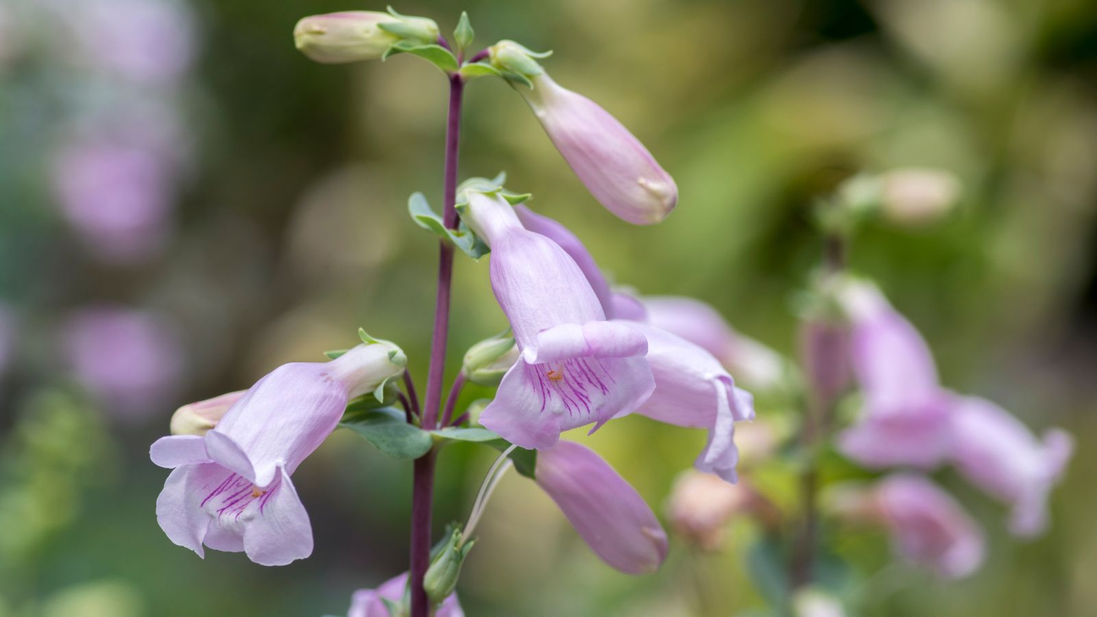 Penstemon grandiflorus flowers.