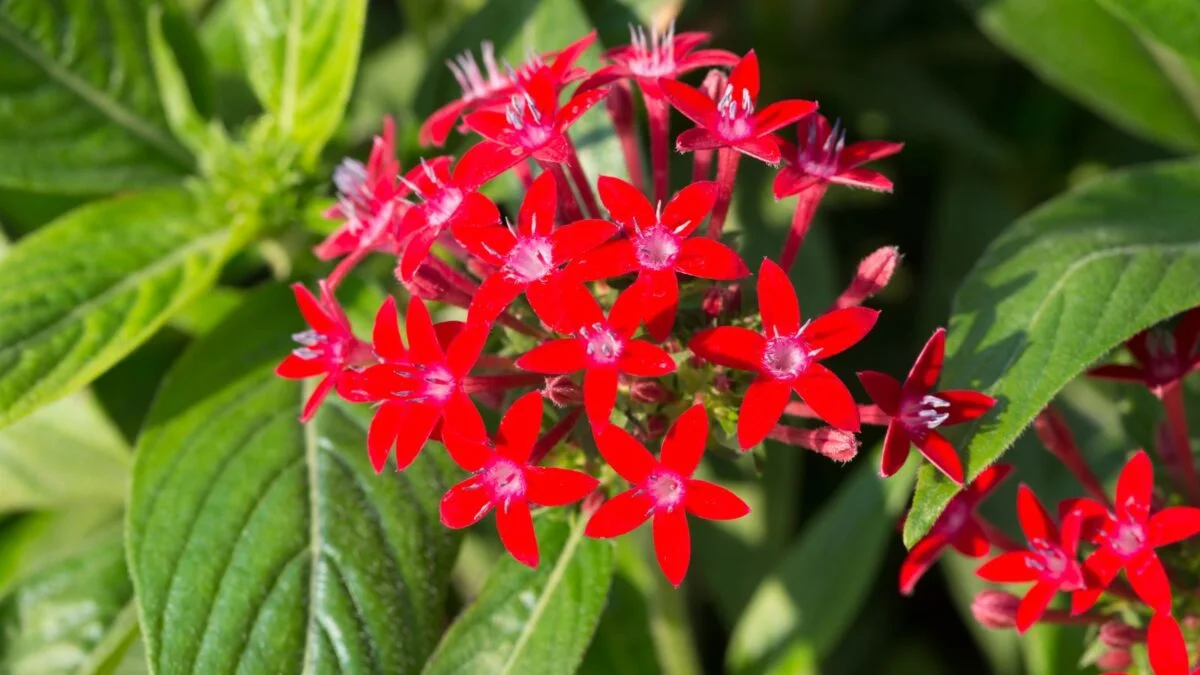 Pentas lanceolata red flowers.