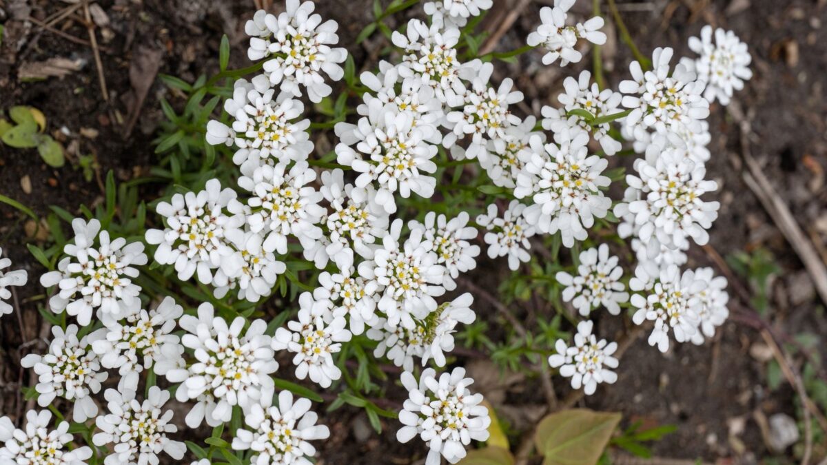 Perennial candytuft white flowers.