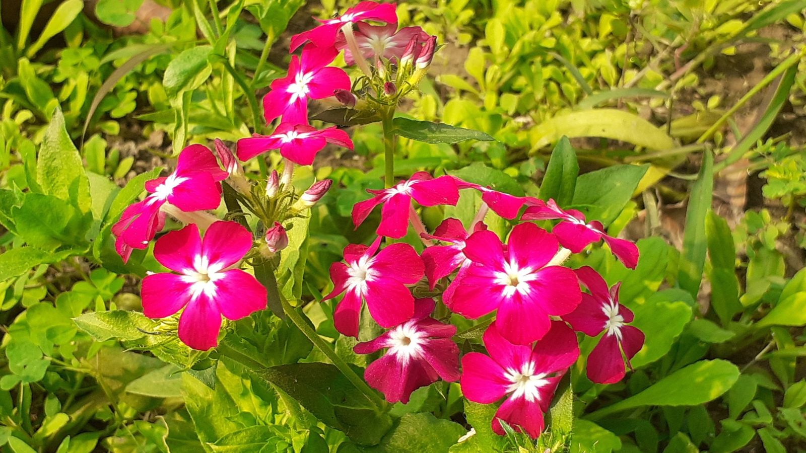 Red annual phlox.