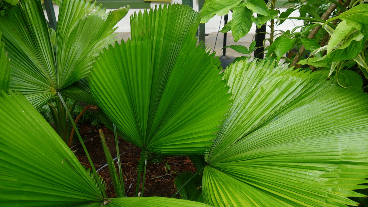 Saw palmetto leaves in the garden