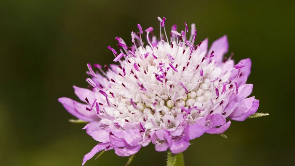 Scabiosa atropurpurea, pincushion flower.