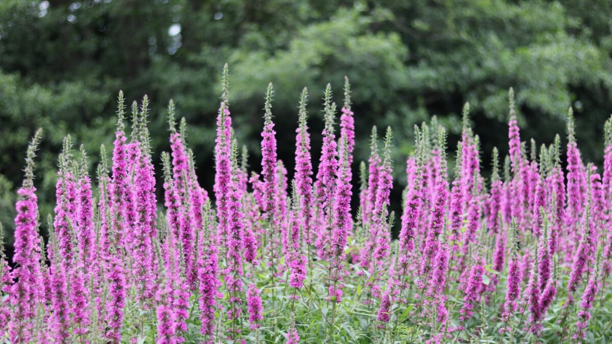 spiked speedwell flowers.