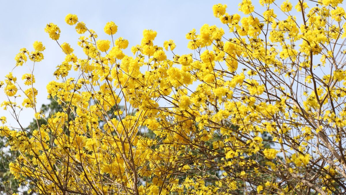Tabebuia tree iwith bright yellow blooms.