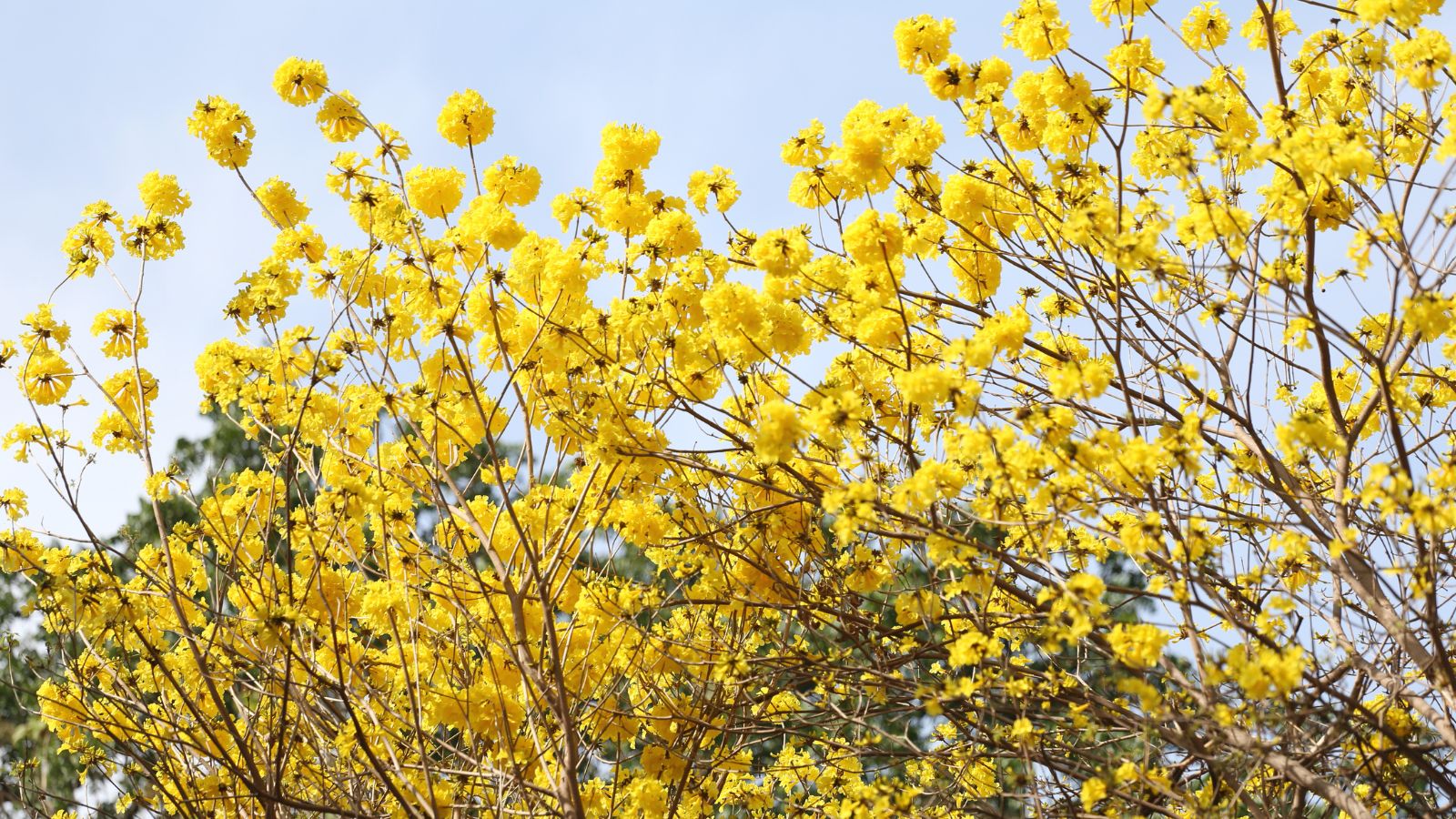 Tabebuia-tree